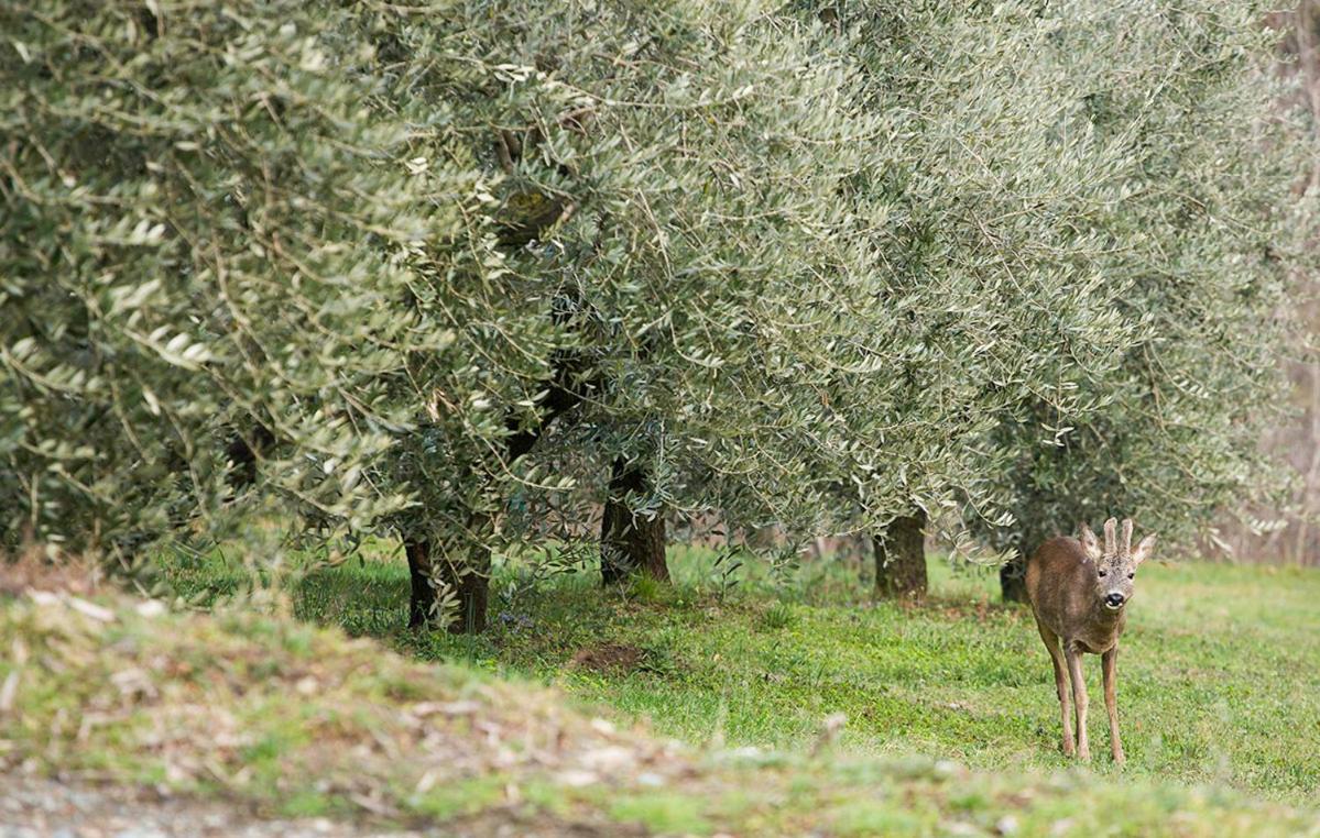 La Casa Di Chianni La Pieve 2 Exterior foto